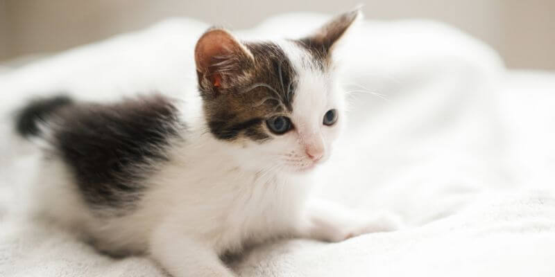 a cute kitten sitting on the bed