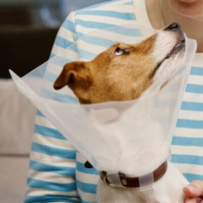 a pet owner is placing a cone on her dog for post-operative care