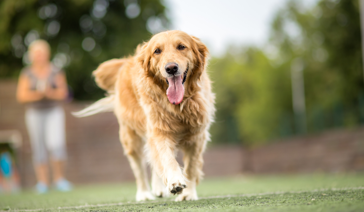 a golden retriever running on a grassy field