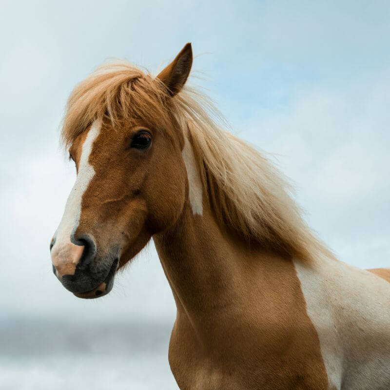 a horse