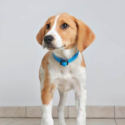 a brown and white dog wearing a blue collar