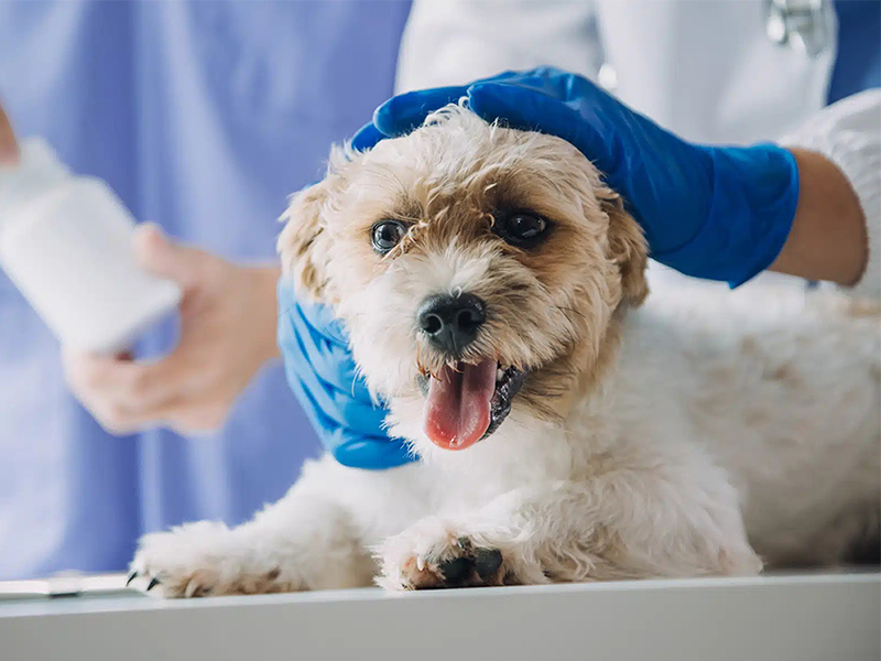 a dog being examined by a vet in a clinic