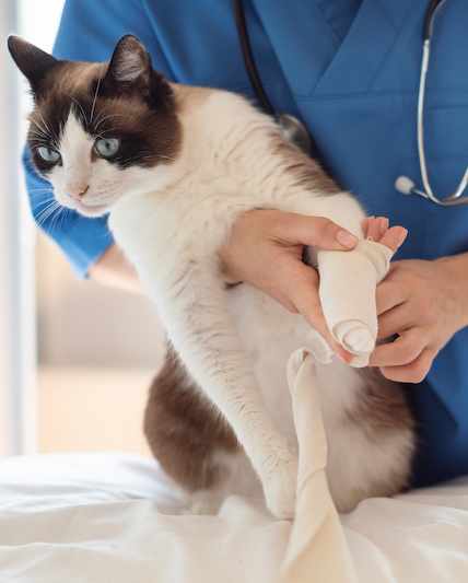 a person in a blue shirt holding a gray cat