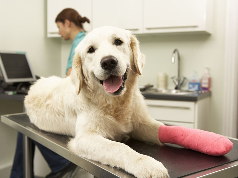 an injured dog wearing a cast on its leg at the vet's office