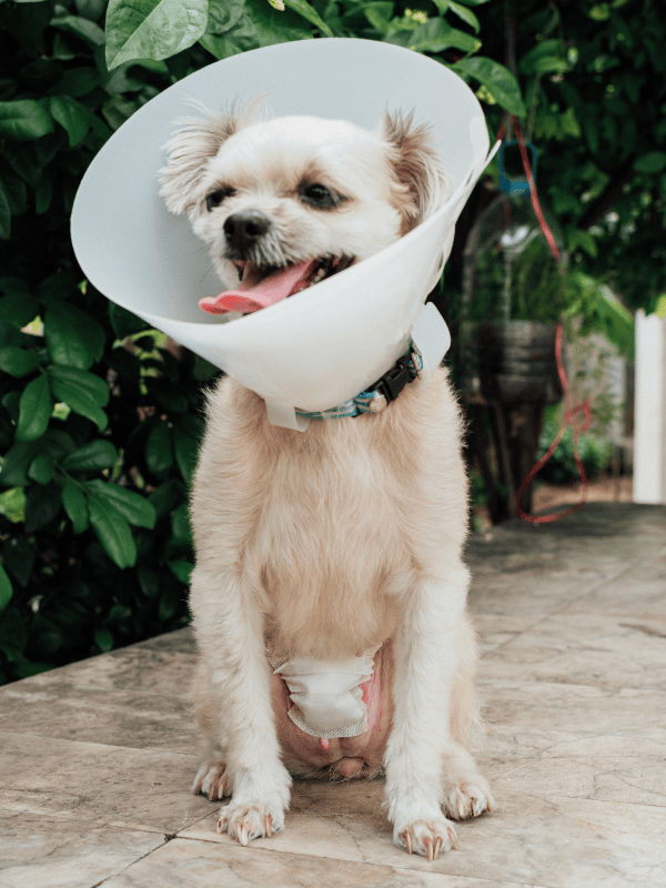 a person holding injured dog with leg bandage